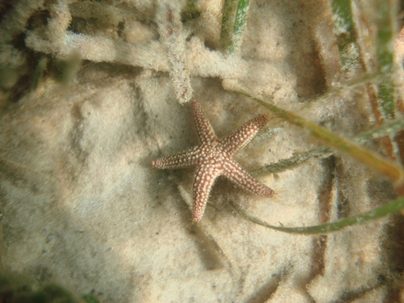 T.H. Stone Memorial St. Joseph Peninsula starfish underwater on the sand in seagrass