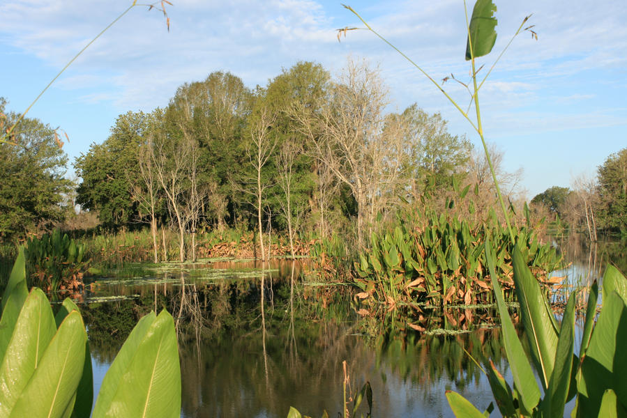 Herbaceous wetlands surrounding a lake that were enhanced during Phase 3 of the Upper Peace River/Saddle Creek Restoration Project
