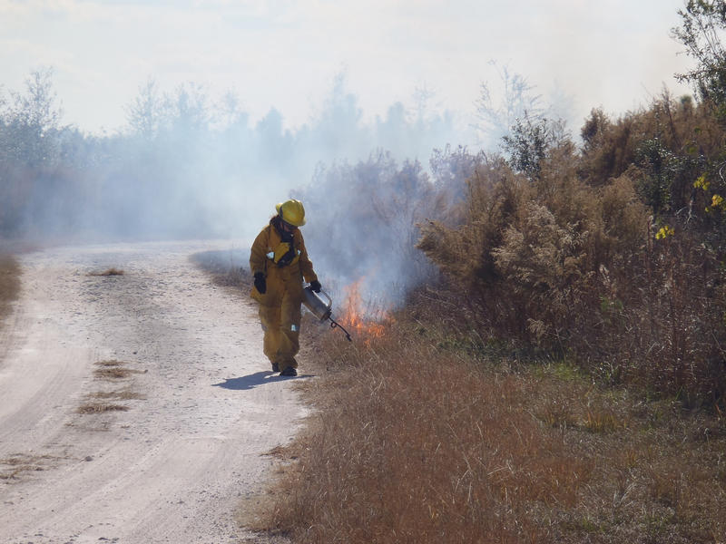 The burn boss is igniting the fire line during a prescribed fire