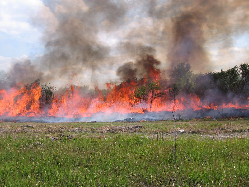A prescribed fire in progress to reduce the risk of wildfires