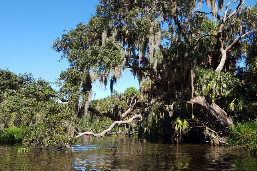 Live oak trees are covered with Spanish moss along Frog Creek in Terra Ceia Aquatic Preserve