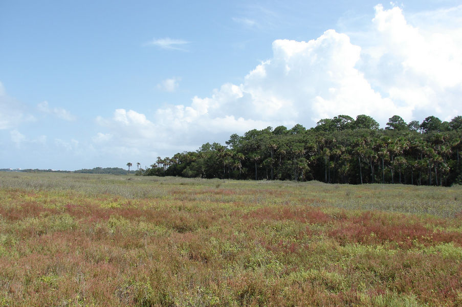 Saltwort (Batis maritima), glasswort (Salicornia bigelovii), and brushy seaside oxeye (Borrichia frutescens) show the effectiveness in this salt marsh restoration project.