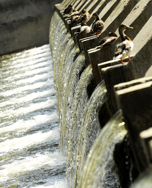 Water Dam with Ducks
