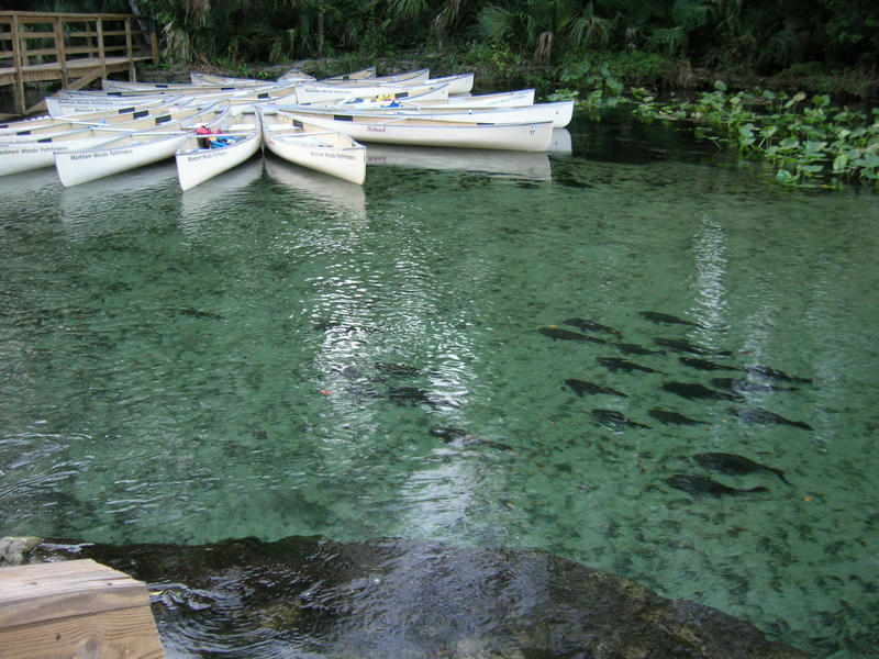 A group of empty canoes floating on the clear water at Wekiwa Springs State Park