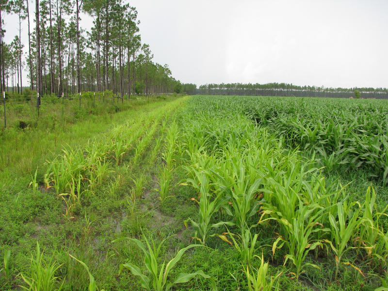 Biosolids are applied to Wetappo Farms in Panama City for agricultural use