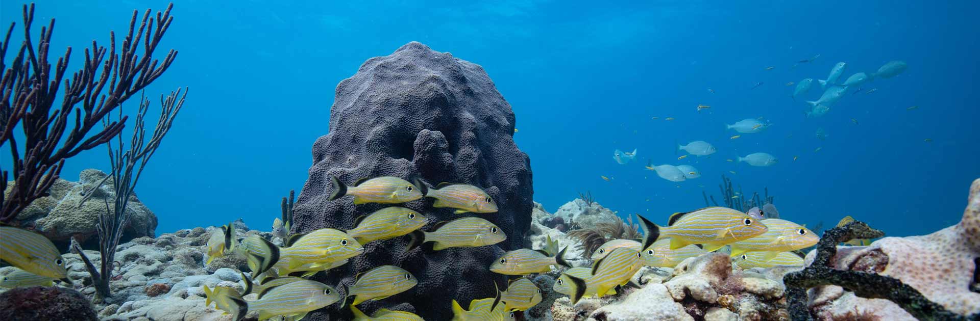 Orbicella faveolata coral colony with reef fish