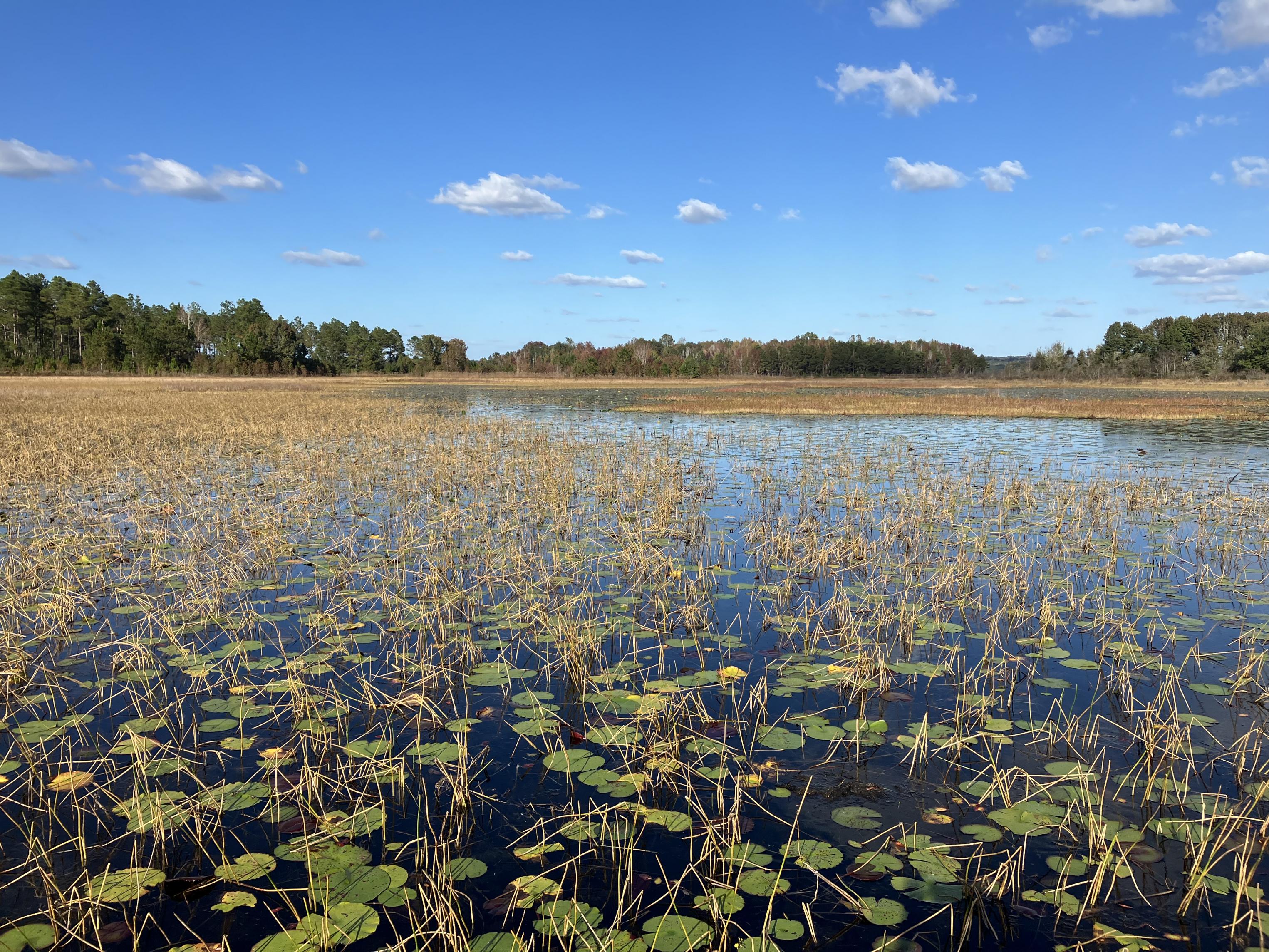 Freshwater Habitat Carr Lake, Lake Jackson- Aquatic  Preserve