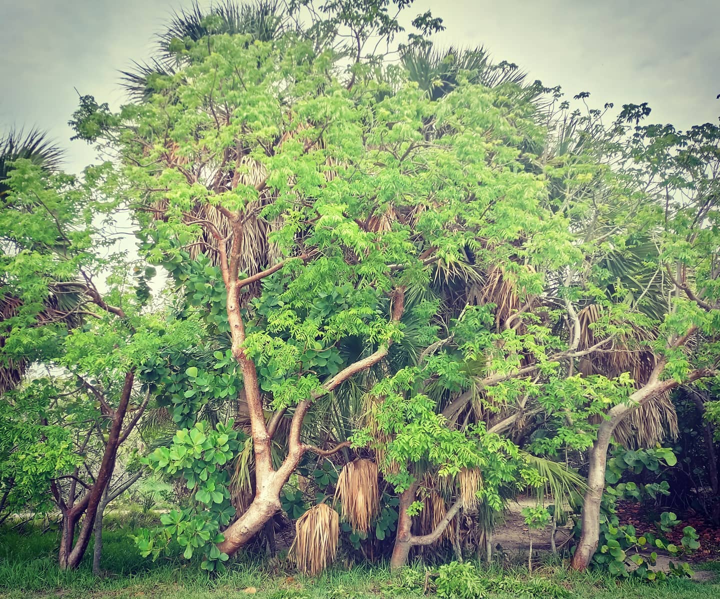 Gumbo Limbo Tree