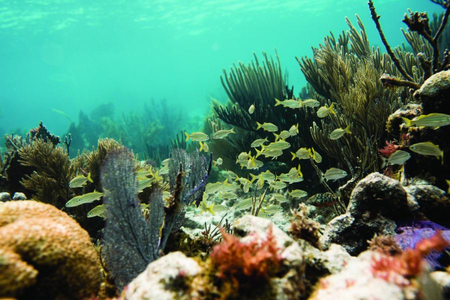 Coral Reef Pennekamp