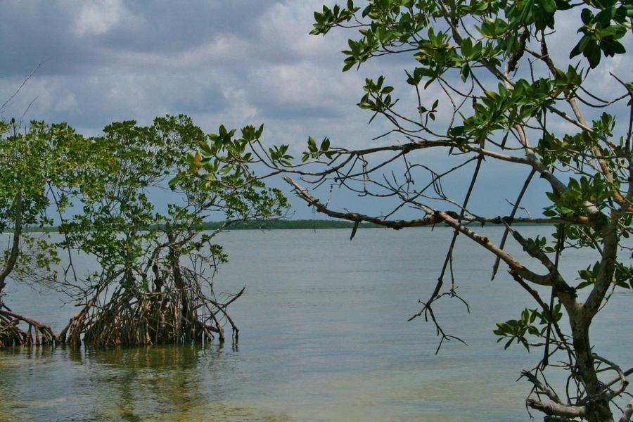 An above water view of mangroves at Biscayne Bay Aquatic Preserve