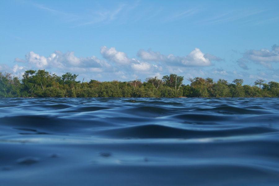 An offshore view of the shoreline of Biscayne Bay Aquatic Preserve
