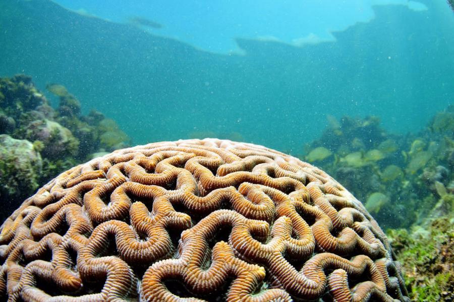 Close-up view of a Colpophyllia nations coral at Coupon Bight Aquatic Preserve
