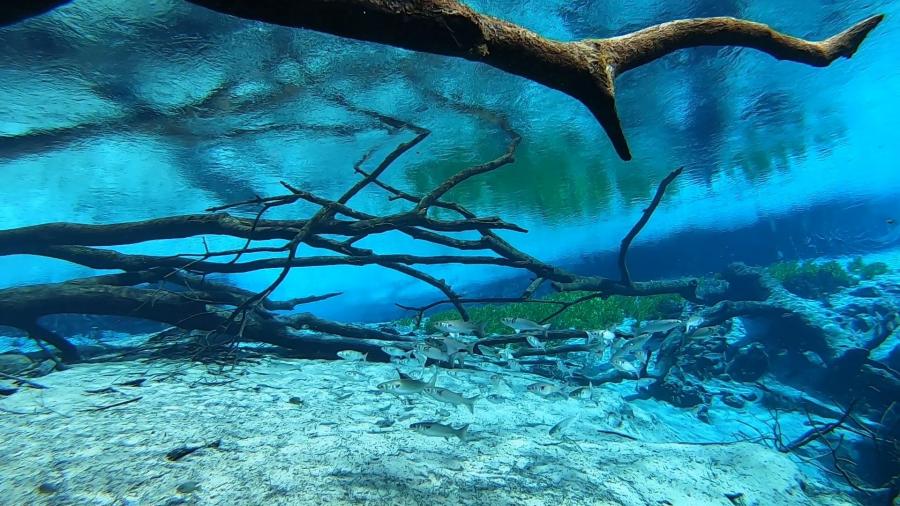 Photo of clear blue water and a sandy bottom with trees and fish in Cypress Spring, Washington County Florida