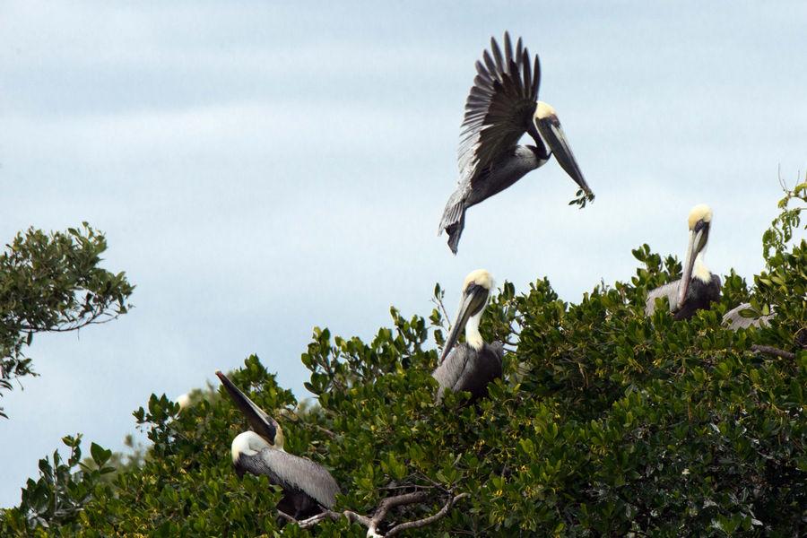 Brown pelicans are among the birds that nest on rookery islands in Estero Bay