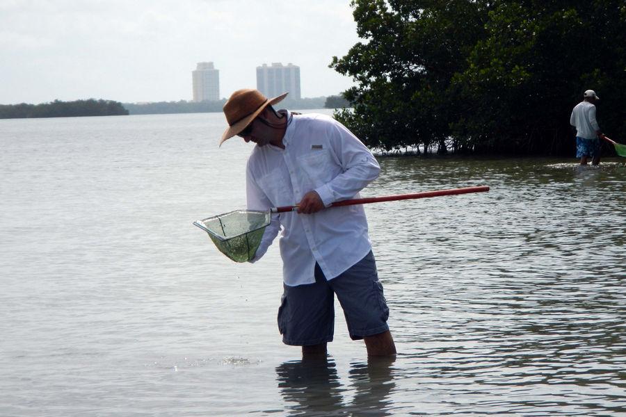 Wading trips engage visitors with many forms of marine life in Estero Bay