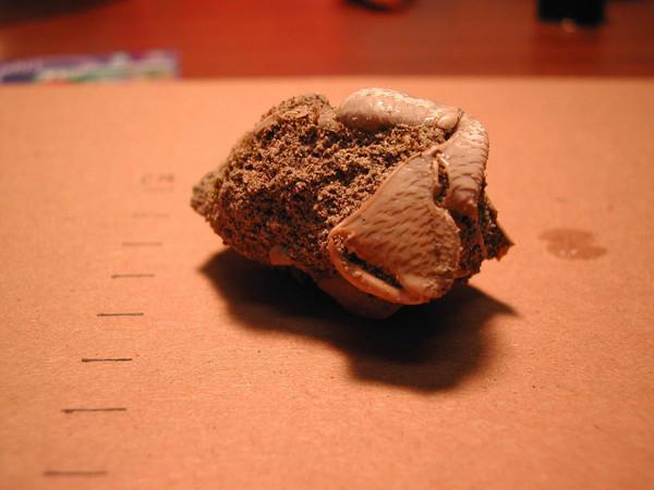 Photo of a Fossil crab