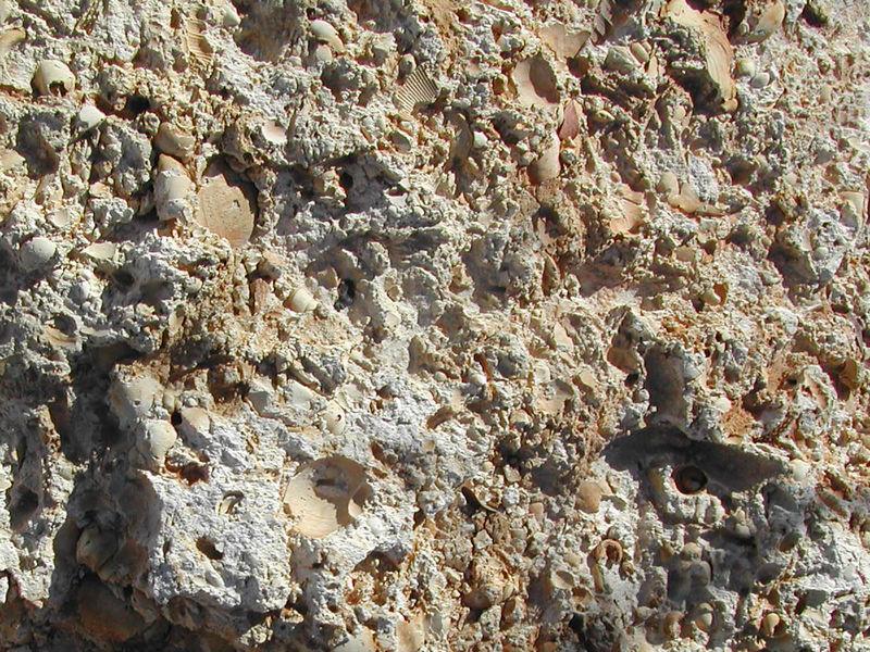 Suwannee Limestone in Sun West Mine, Pasco County