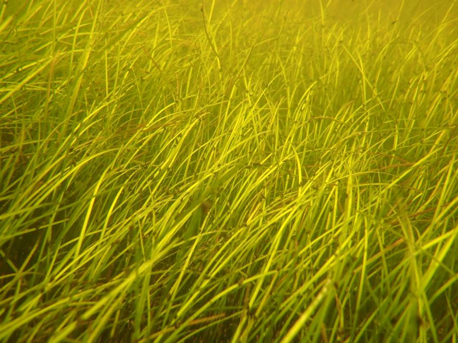 Gasparilla Sound-Charlotte Harbor Aquatic Preserve-Shoal grass