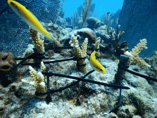 Staghorn Coral is not susceptible to SCTLD