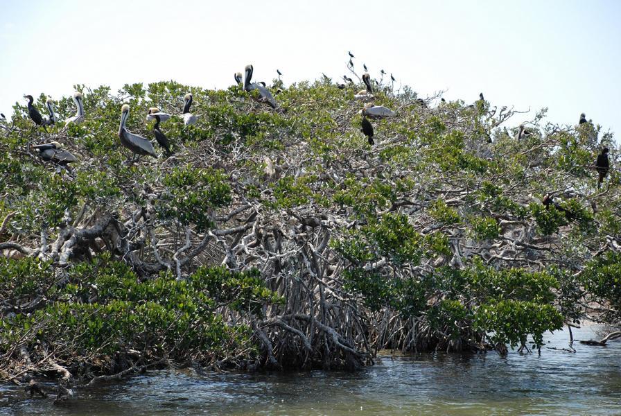 Pelicans and cormorants roosting on mangrove islands