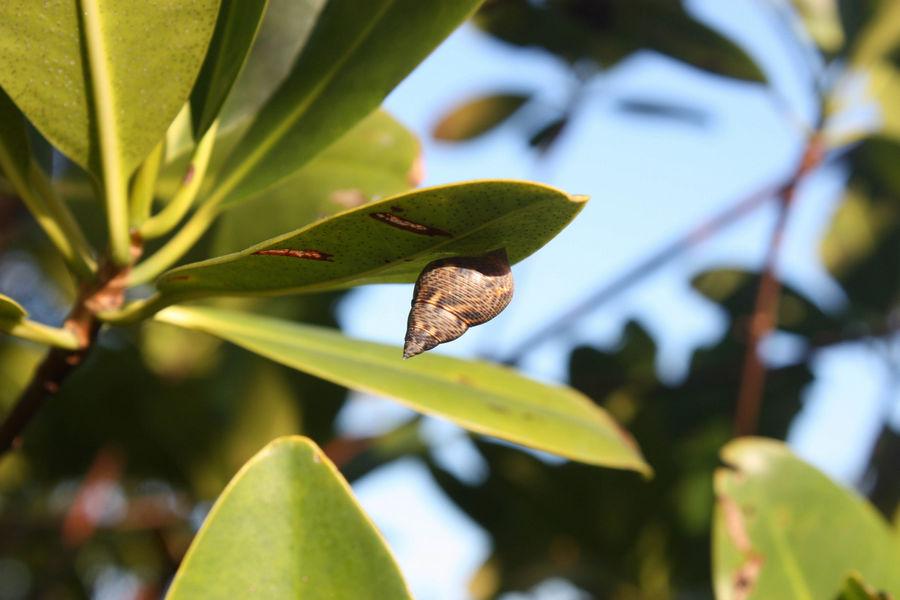 Close-up view of a mangrove periwinkle on mangrove leaf