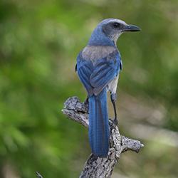 Close-up photo of a Scrub Jay on a branch at Seabranch Preserve State Park