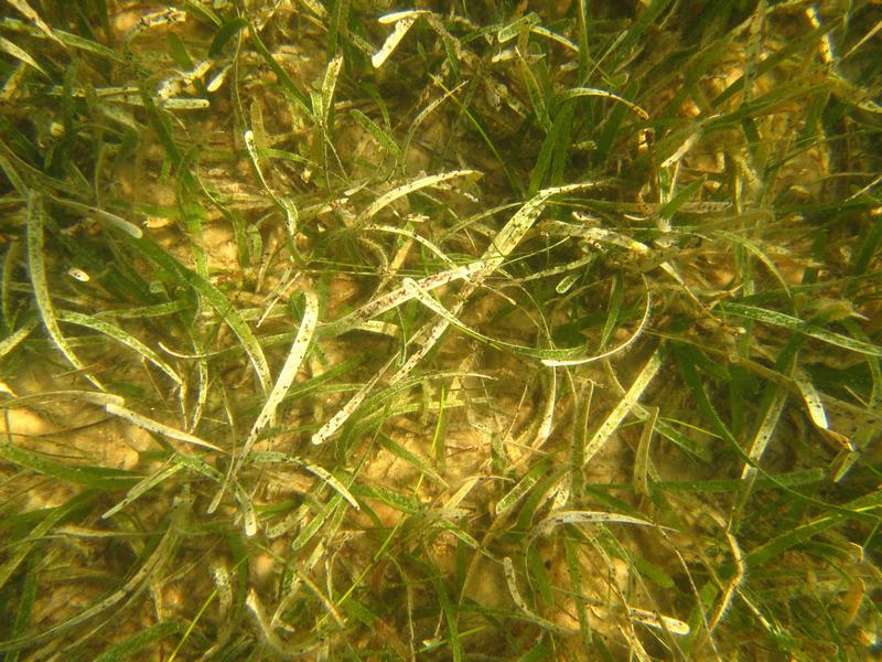 rtle grass (Thalassia testudinum) is one of the three most common seagrasses in Florida, and is an important habitat in St. Andrews Bay and other estuarine environments.