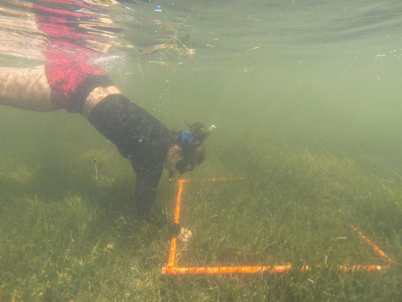 Staff use quadrats to conduct annual seagrass monitoring which helps measure the growth and overall health of seagrass beds.