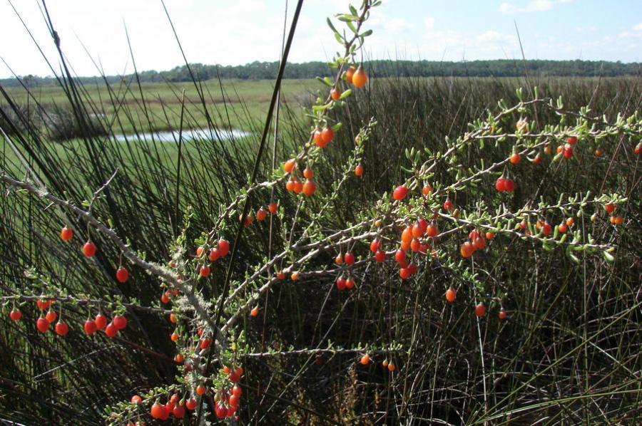 Christmasberry (Lycium carolinianum) grows at the landward edge of a brackish salt marsh with black needle rush (Juncus roemerianus) and salt grass (Distichlis spicata).