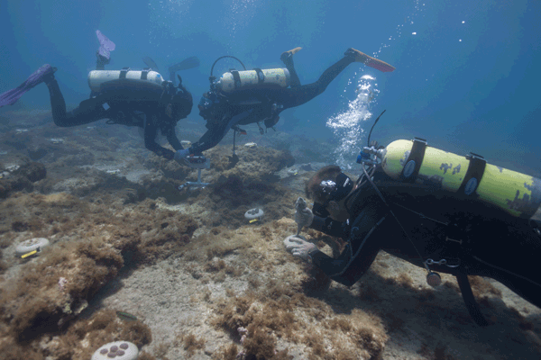 Divers outplanting SCTLD-susceptible coral colonies
