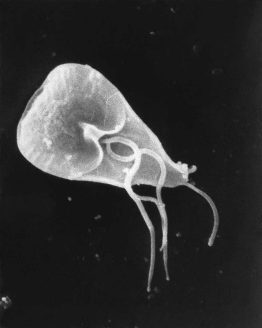 Closeup scanning electron micrograph (SEM) of a Giardia lamblia protozoan parasite. Photo courtesy of the CDC, Centers for Disease Control photographer Janice Haney Carry