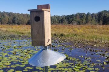 Wood duck nesting box with predator guard installed on Lake Jackson Aquatic Preserve