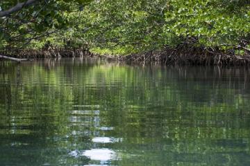 Beautiful and peaceful mangrove forest scene on a river
