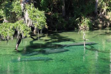 Blue Spring State Park - Manatees in clear water