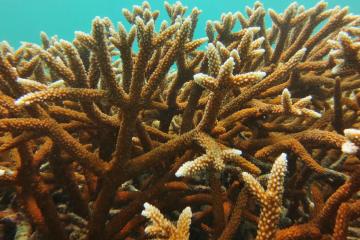 Coral 