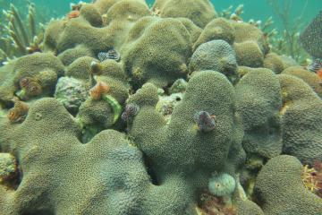 An Orbicella faveolata coral species