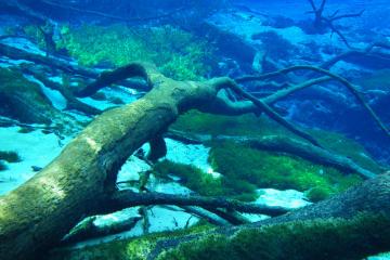 Photograph underwater of fallen trees at Cypress Spring near Vernon