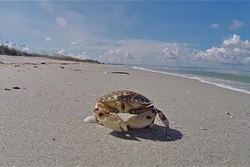 Don Pedro Island State Park - Calico Crab on the Beach