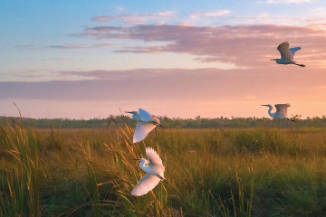 marsh at sunset