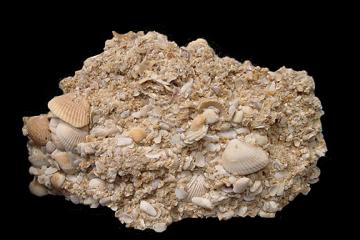 Anastasia Coquina Specimen