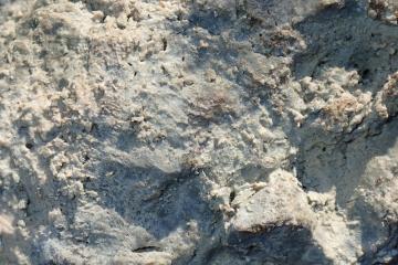 Arcadia Formation in Core, Polk County