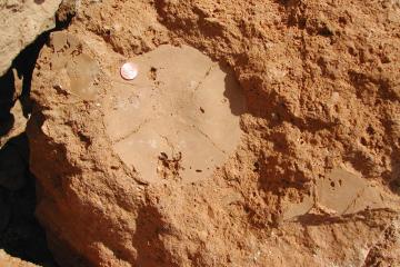 Avon Park Formation with Echinoid Cast, Citrus County