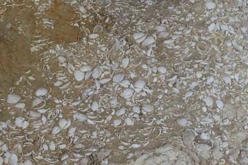 Caloosahatchee Formation on Caloosahatchee River, Hendry County