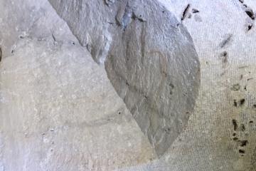 Cedar Keys Formation from Core, Polk County