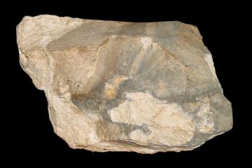 Chert specimen