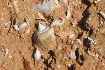 Chipola Formation at Alum Bluff, Liberty County