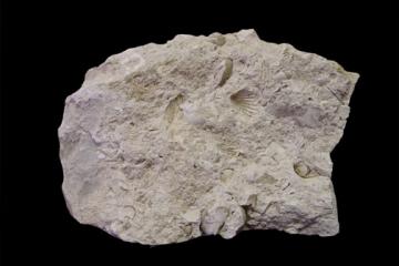 Dolostone