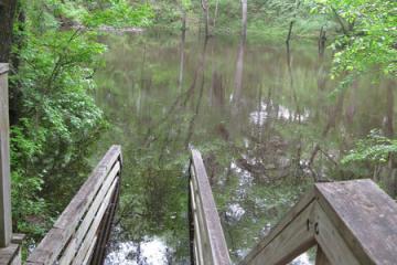 Florida Geological Survey Flooding of Stairs at Falmouth Springs, Suwannee Co, April 2009