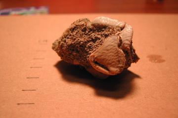 Photo of a Fossil crab