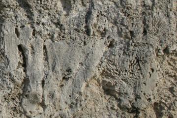 Key Largo Limestone at Windley Quarry, Monroe County